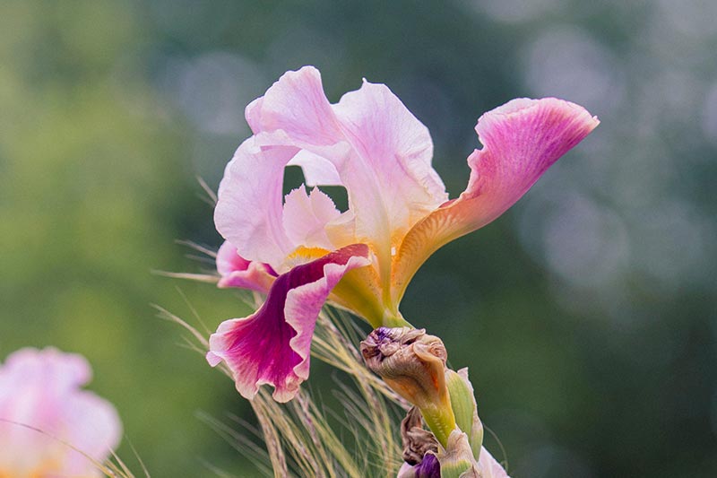 An iris flower in the sun.